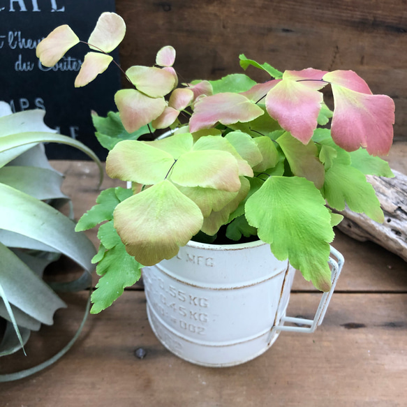 2点セット♡ペルビアナム＋カップ♡アジアンタム♡観葉植物♡インテリア 3枚目の画像