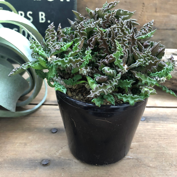 希少♡ユーフォルビア♡デカリー♡塊根植物♡インテリア アート