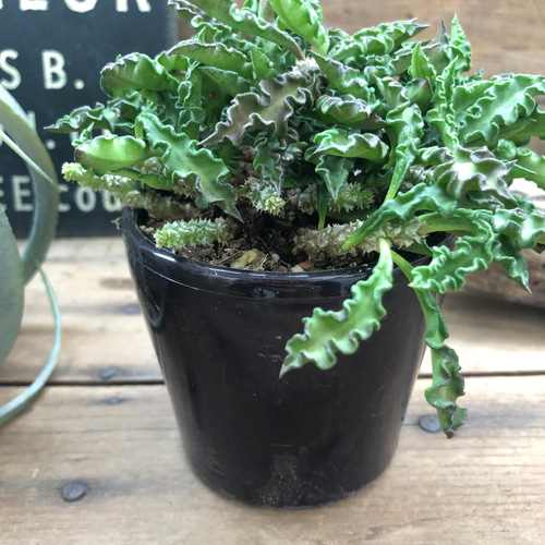 希少♡ユーフォルビア♡デカリー♡塊根植物♡インテリア アート