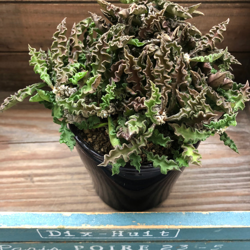 ユーフォルビア　デカリー ユーフォルビア デカリー Euphorbia decaryi no.41817 |