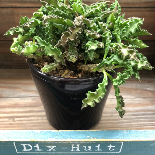 ユーフォルビア　デカリー ユーフォルビア デカリー Euphorbia decaryi no.41817 |
