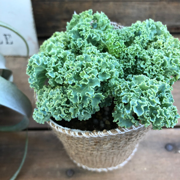 グリーンカール♡寄せ植えに♡ハボタン♡可愛いクリームグリーン 1枚目の画像