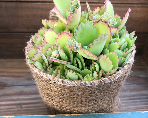 多肉植物 モリモリ虹の玉♡安心のポットごと！赤ちゃんもいっぱい♡ 多肉植物【虹の玉】セダム ポットごと or 抜き苗 6㎝ポット