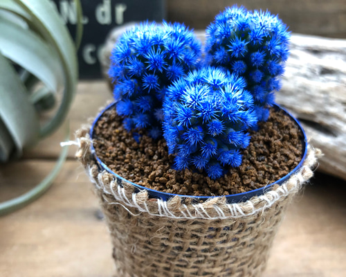 1_ef8141de7cf144ed5e54135e25ca