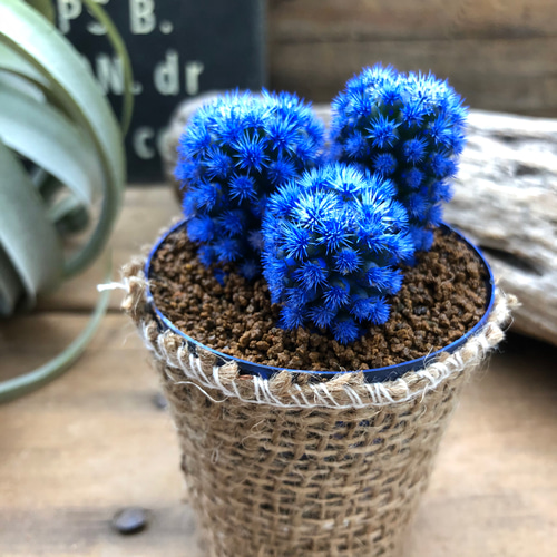 明日香姫♡青♡サボテン♡希少♡多肉植物♡ 多肉植物 パリジェンヌ