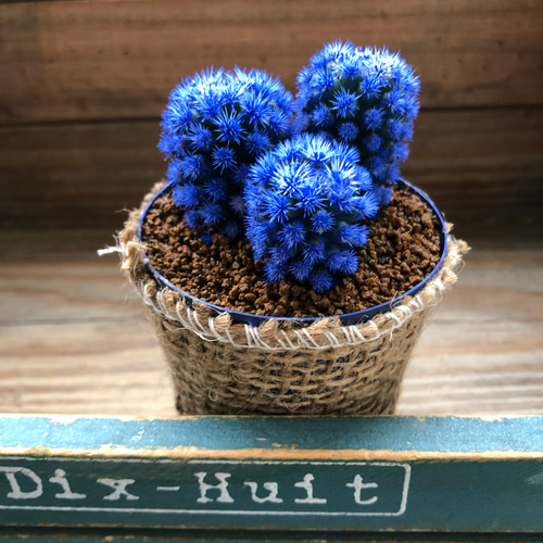 明日香姫♡青♡サボテン♡希少♡多肉植物♡ 多肉植物 パリジェンヌ