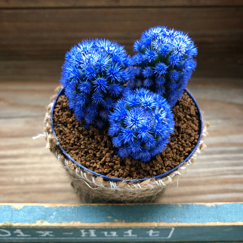 【希少！　初版！　美品！】　​花卉園芸大百科 16　観葉植物　サボテン　多肉植物 明日香姫♡青♡サボテン♡希少♡多肉植物♡ 多肉植物 パリジェンヌ