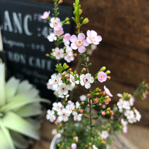 マイクロな花♡高価♡マイクロワックス♡ガーデニング♡観葉植物♡ 4枚目の画像