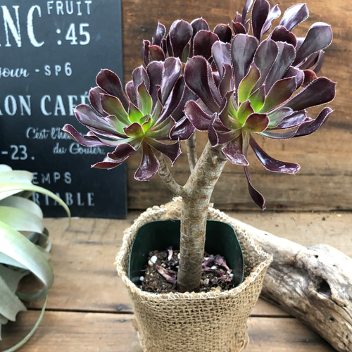 木立♡黒法師♡アエオニウム♡冬型の多肉植物♡ガーデニング アート