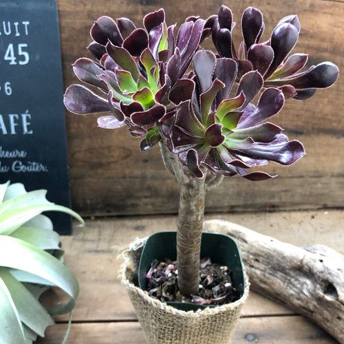 木立♡黒法師♡アエオニウム♡冬型の多肉植物♡ガーデニング アート