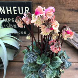 森の妖精♡アンティーク♡シクラメン♡ブリッコシクラメン♡観葉植物