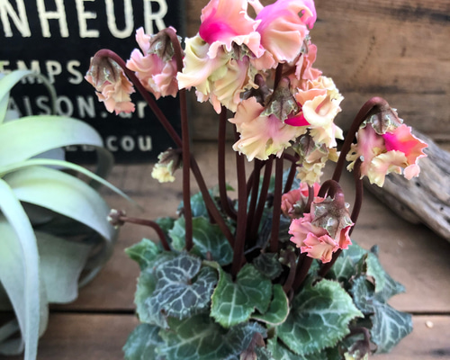 森の妖精♡アンティーク♡シクラメン♡ブリッコシクラメン♡観葉植物