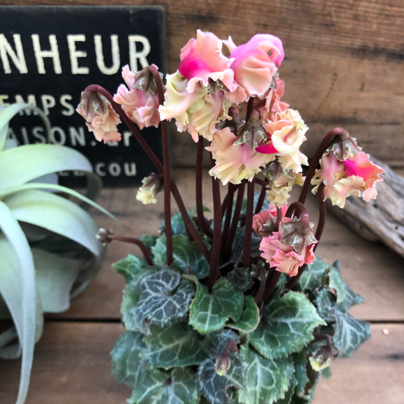 森の妖精♡アンティーク♡シクラメン♡ブリッコシクラメン♡観葉植物