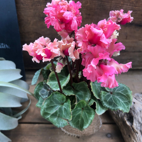 森の妖精♡アンティーク♡シクラメン♡ブリッコシクラメン♡観葉植物