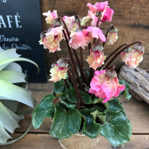 森の妖精♡アンティーク♡シクラメン♡ブリッコシクラメン♡観葉