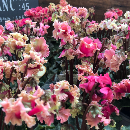 森の妖精♡アンティーク♡シクラメン♡ブリッコシクラメン♡観葉植物