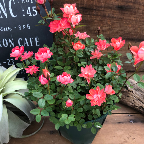 大苗♡蛍光ピンク♡シエスタフェリス♡ミニバラ♡ガーデニング アート