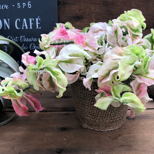 超希少♡矮性の大銀竜♡ペディランサス♡多肉植物♡観葉植物 アート