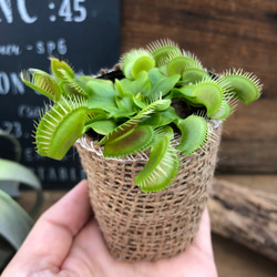 ハエトリ草♡食虫植物♡インテリア♡多肉植物 1枚目の画像