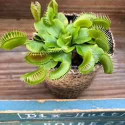 ハエトリ草♡食虫植物♡インテリア♡多肉植物 3枚目の画像