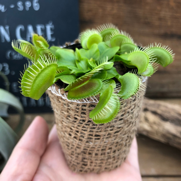 ハエトリ草♡食虫植物♡インテリア♡多肉植物 4枚目の画像