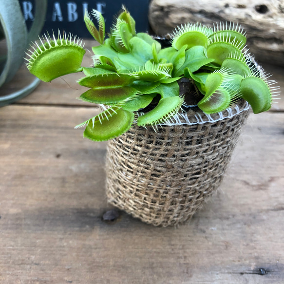 ハエトリ草♡食虫植物♡インテリア♡多肉植物 5枚目の画像