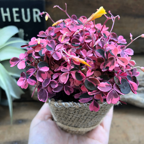 63 ホヤ　ライプリズム　ピンクフラワー　外斑入り 63 ホヤ ライプリズム ピンクフラワー 外斑入り - メルカリ