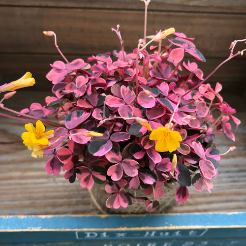 希少♡オキザリス雅♡今回限り♡ピンクの斑入り♡ガーデニング アート