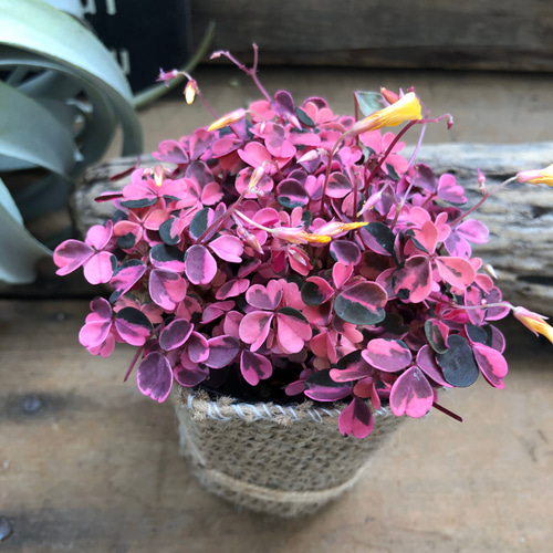 希少♡オキザリス雅♡今回限り♡ピンクの斑入り♡ガーデニング アート