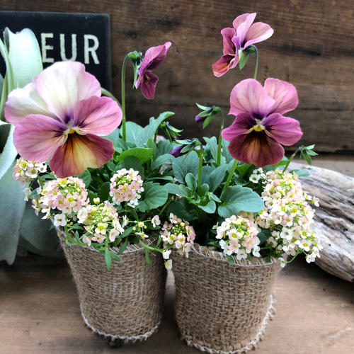 2個セット♡アンティーク寄せ植え♡ビオラ×アリッサム♡ガーデニング