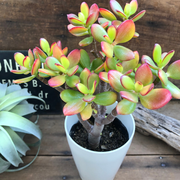 木立した花月♡観葉植物♡金運アップ♡金のなる木♡インテリア 5枚目の画像