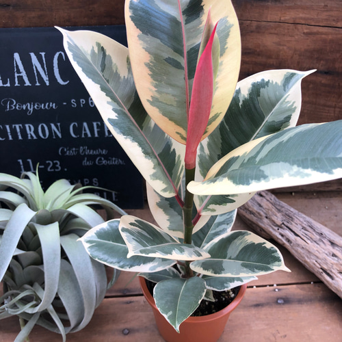 迷彩柄♡フィカスティネケ♡斑入り白ゴム♡観葉植物 アートフラワー