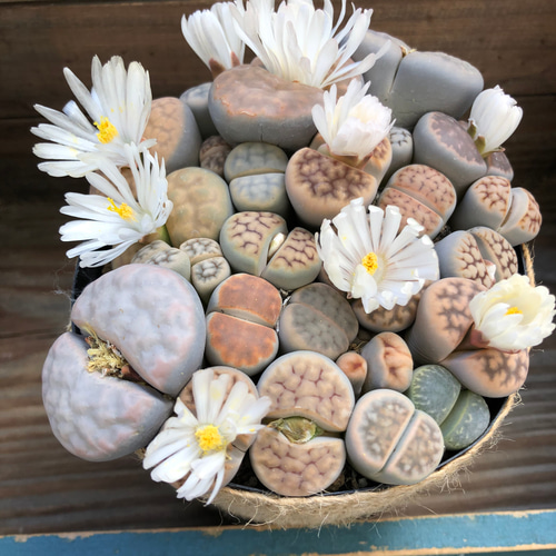 リトープス♡お得♡立派♡メセン♡群生♡多肉植物♡ 多肉植物 パリ