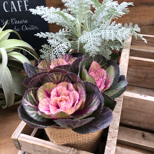 寄せ植え♡2種セット♡フリフリ♡シルバーレース×葉牡丹あかね