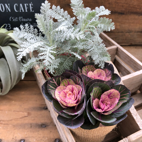 寄せ植え♡2種セット♡フリフリ♡シルバーレース×葉牡丹あかね