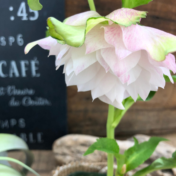 八重咲き♡ピンク系♡クリスマスローズ♡ピンク系♡毎年咲きます