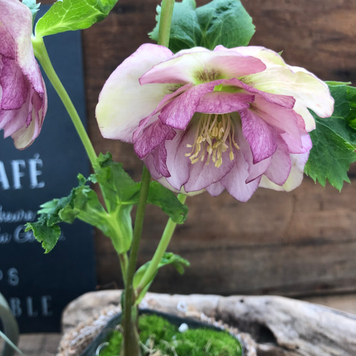 八重咲き♡ピンク系♡クリスマスローズ♡ピンク系♡毎年咲きます