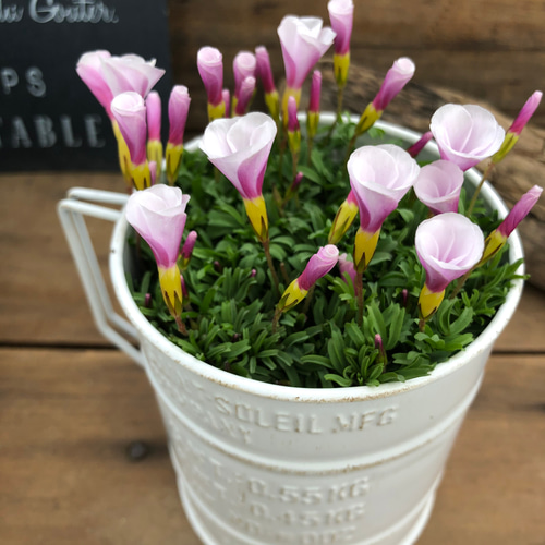 2点セット♡グラブラホワイト＋カップ♡オキザリス♡ガーデニング  