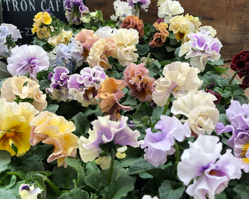 0_de52aff13415155a548cd7fbef04