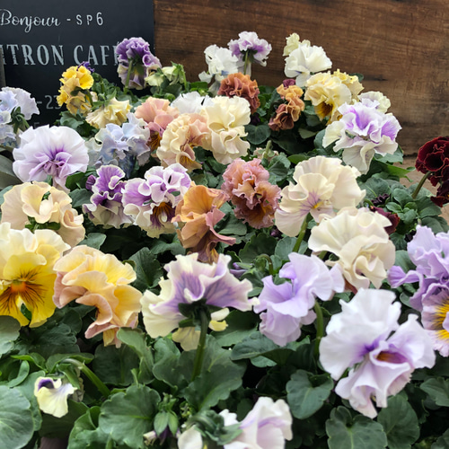 2点セット♡アンティークフリル♡パンジー♡八重咲き♡ガーデニング