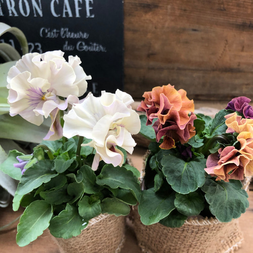 2点セット♡アンティークフリル♡パンジー♡八重咲き♡ガーデニング