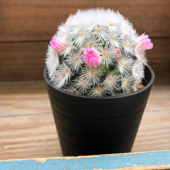 可愛い♡ふわふわサボテン♡ピンクのカルメナエ♡花付き♡マミラリア