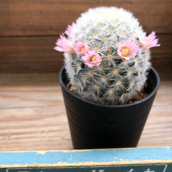 可愛い♡ふわふわサボテン♡ピンクのカルメナエ♡花付き♡マミラリア 2枚目の画像