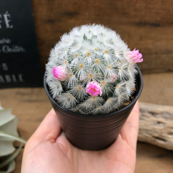 可愛い♡ふわふわサボテン♡ピンクのカルメナエ♡花付き♡マミラリア 3枚目の画像