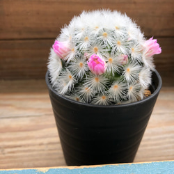 可愛い♡ふわふわサボテン♡ピンクのカルメナエ♡花付き♡マミラリア 5枚目の画像