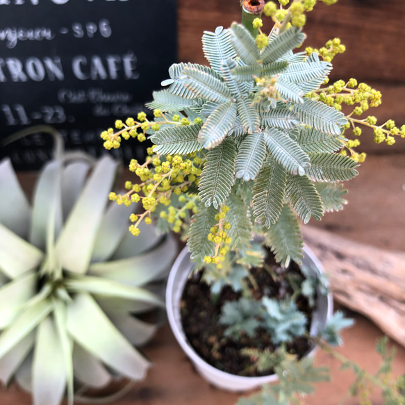 口コミ サイト 商品 咲きます♡花芽つき♡ミモザの苗♡ガーデニング♡観葉植物 花