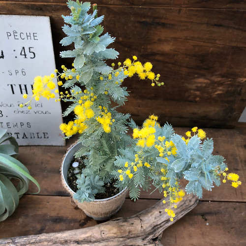 咲きます♡花芽つき♡ミモザの苗♡ガーデニング♡観葉植物 咲きます♡花芽つき♡ミモザの苗♡ガーデニング♡観葉植物