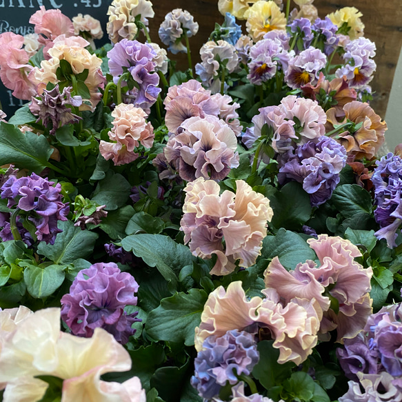 多肉植物　マリー・アントワネット錦 専用 多肉植物 マリー・アントワネット錦 専用 専用 マリーアントワネット