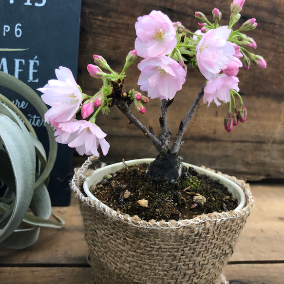 即完売♡テーブルで楽しむ♡一才桜♡旭山♡ガーデニング♡観葉植物 3枚目の画像