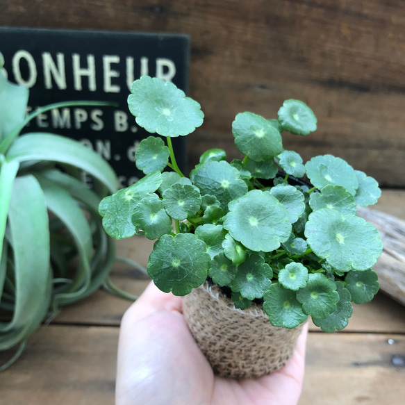 水中で育ちます♡ウォーターマッシュルーム♡水生植物♡ガーデニング 3枚目の画像